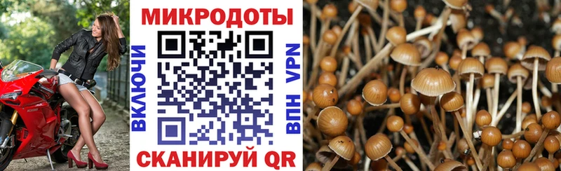 Галлюциногенные грибы Psilocybe  купить   Керчь 